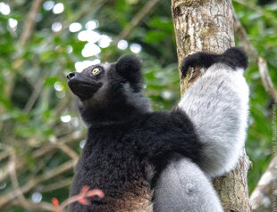 Indri Lemur in Madagascar Andasibe-Mantadia National Park - wildlife photography by Ralph Pannell (AQUA-FIRMA)