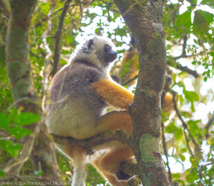 The Diademed Sifaka is considered one of Madagascar's most attractive lemurs - wildlife photography by Ralph Pannell, Aqua-Firma