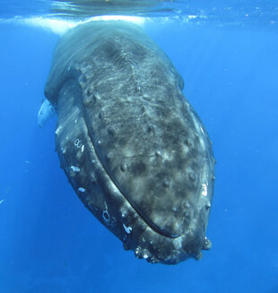 Snorkeling with Humpback Whale in the Silver Bank Photo: Charlotte Caffrey (Aqua-Firma)