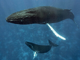 Mother & Calf Humpback Whale at the Silver Bank Photo: Bjoern Koth