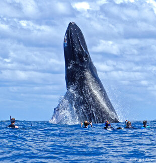 Male Humpback Whale Breaches dramatically beside our snorkelers at the Silver Bank Photo: Richard Allan