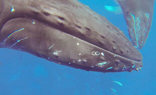 Snorkeling with Humpbacks in the Caribbean - Amanda Smith