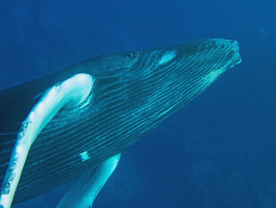 Silverbanks Humpback Snorkeling - Rob Smith