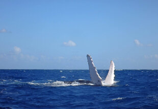 Fin Slapping by Male Humpback Whale at the Silver Bank - Michael & Jan Wigley