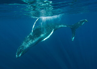 Humpback 'lands' back into the water after breaching - Duncan Young