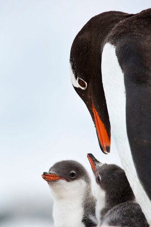 gentoo-chick-penguin-antarctic-falklands-south-georgia-wildlife-marine-life-cruise-voyage.jpg