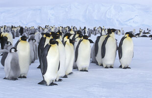 emperor-colony-pola-antarctica-weddell-sea-wildlife-cruise.jpeg