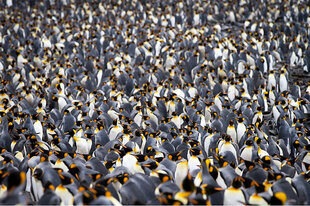 Antarctica South Georgia King penguin colony