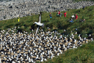 Falklands Black Browed Albatross -Jason Island