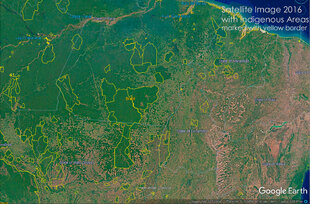 Deforestation is considerably lower within Indigenous areas (within yellow outlines)