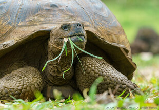 Galapagos Giant Tortoise in the Santa Cruz Highlands