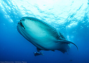 Galapagos Scuba Diving with Whale Shark