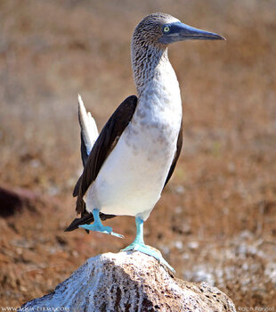 Blue Footed Booby performing courtship display on North Seymour Island