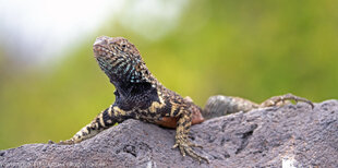 Lava Lizard on Espanola Island, Galapagos