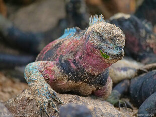 Male Marine Iguana on Espanola Island (Amblyrhynchus cristatus venustissimus)