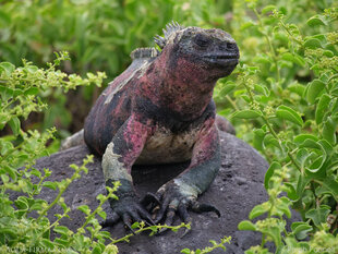 Male Marie Iguana amongst mangroves of Espanola Island in the Galapagos