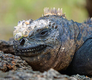 Marine Iguana, Isabela subspecies (Amblyrhynchus cristatus albemarlensis)