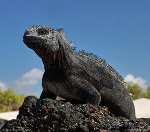 Santa Cruz Marine Iguana (Amblyrhynchus cristatus hassi) on Bachas Beach