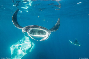 In amongst a school of Atlantic Giant Manta Rays - underwater photography by Dr Chris Rohner (MMF)