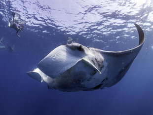 A potential 3rd species of Manta Ray: the Atlantic Giant Manta