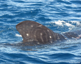 Just what we are looking for- a whale shark dorsal fin breaking the surface