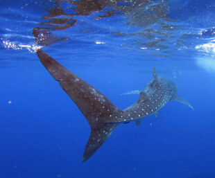 Swimming with a Whale Shark in Mexico