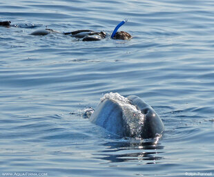 Snorkeling beside Whale Shark feeding vertically in Mexico