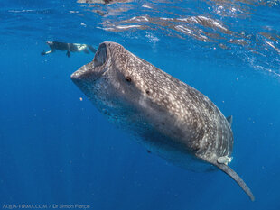 Snorkeling to take a Whale Shark ID photo