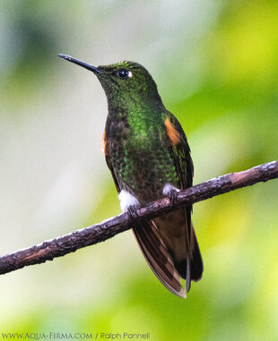 Velvet Puffleg Hummingbird