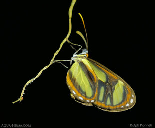 Amazon Butterfly on Night Walk