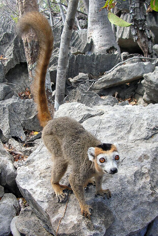 The Crowned Lemur (Eulemur coronatus) - photograph by Männlicher Kronenmaki