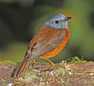 The very rare Amber Mountain Rock Thrush (Monticola sharpei erythronotus),  male Photography: Charles J Sharp