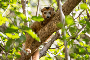 Crowned Lemur at Ankarana Tsingy Iharana bush camp