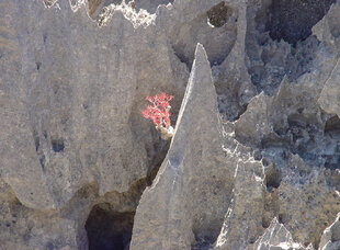 Flora taking hold on Tsingy Karst Limestone