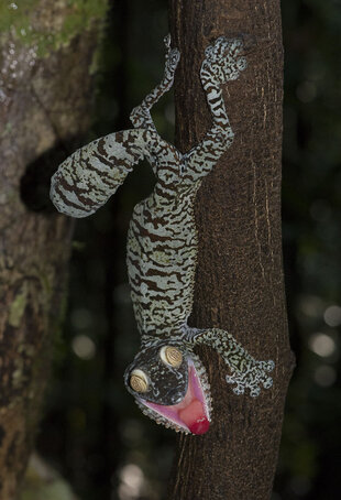 leaf-tail-gecko-masoala-rainforest.jpg