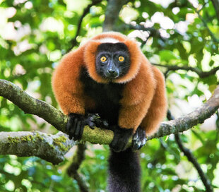 Red-Ruffed Lemur (Varecia rubra) is endemic to Masoala