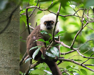 White-Fronted Brown Lemur in the Masoala Peninsula Madagascar & Nosy Mangabe