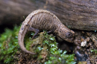 Dwarf Chameleon in the Masoala Peninsula