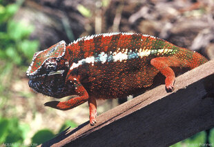 Panther Cchameleon Furcifer pardalis) - photo: Ralph Pannell AQUA-FIRMA