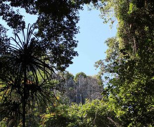 Forest within the Tsingy de Bemaraha