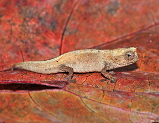 Montagne d'Ambre leaf chameleon (Brookesia tuberculata) male Photo credit: Charles J Sharp