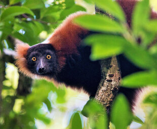 Red-Ruffed Lemur (Varecia rubra) is endemic to Masoala