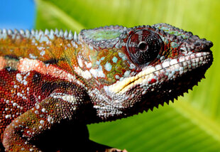 Panther Chameleon