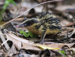 Tenrecs are Endemic to Madagascar