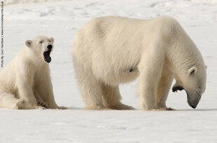 polar-bear-north-spitsbergen-wildlife-marine-life-voyage-expedition-cruise-arctic-svalbard-polar-travel-photography-adventure-joshua-harrison.jpg