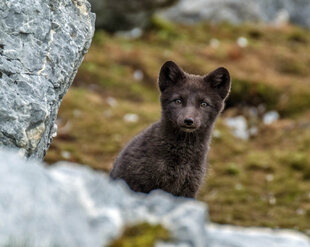 arctic-fox-north-spitsbergen-svalbard-polar-travel-voyage-expedition-cruise-wildlife-holiday-vacation-photography.jpg