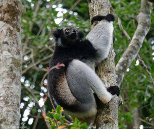 Indri-indri-lemur-Madagascar-Mantadia-rainforest-Ralph-Pannell.jpg