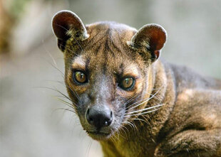 Kirindy Mitea is probably the best place to see Fossas in Madagascar