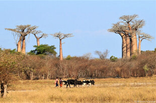 Local Communities grazing their Zebu cattle