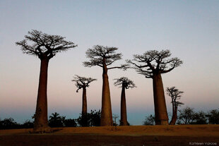 Avenue of Baobabs at sunrise, Madagascar by Kathleen Varcoe